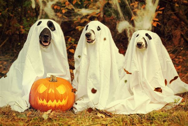 Lễ hội Halloween là gì?